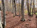 IMG 5468